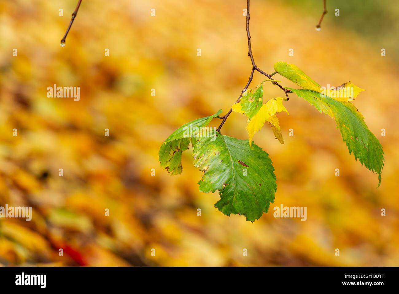 Immagine ravvicinata di un ramo con foglie verdi che diventano lentamente gialle su uno sfondo autunnale sfocato in calde tonalità dorate, a simboleggiare i cambiamenti stagionali Foto Stock
