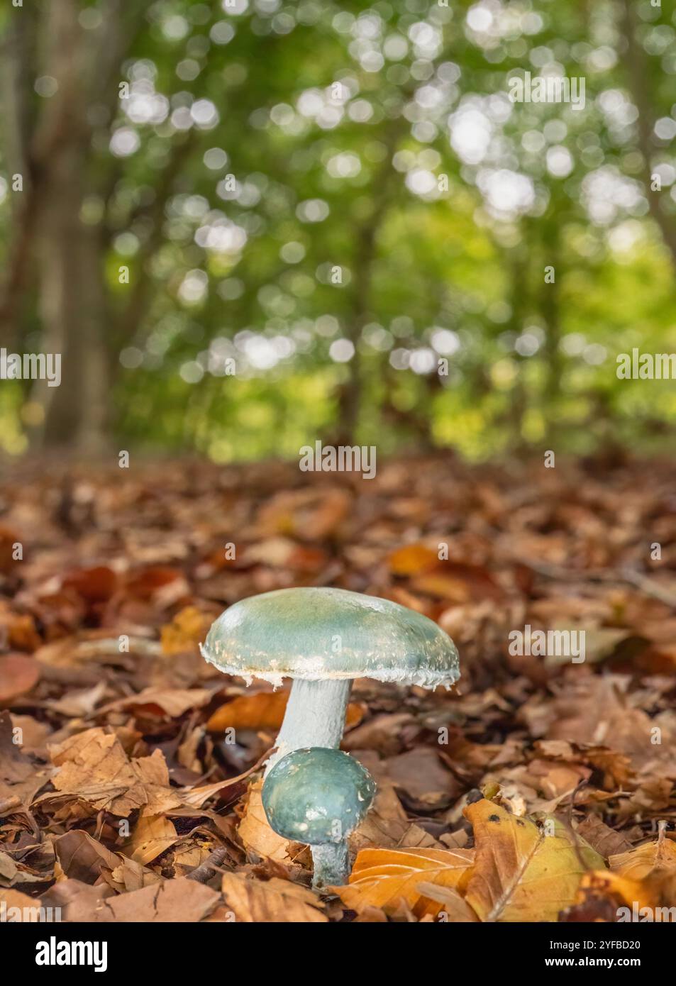 Testa tonda blu, Stropharia caerulea, inizio autunno in un bosco dell'oxfordshire. Foto Stock