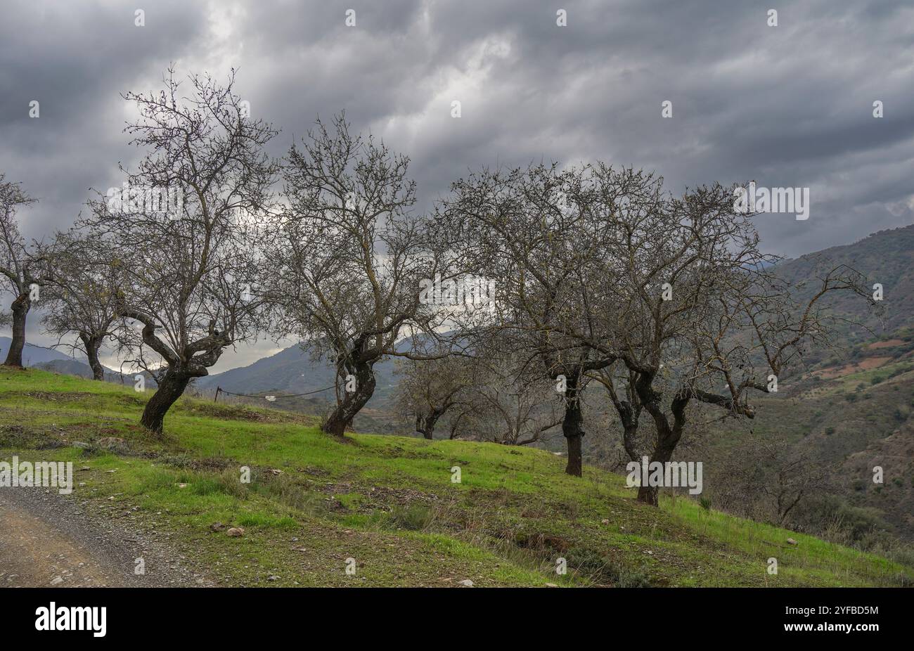 Mandorli dolci, Prunus dulcis, in inverno nelle montagne spagnole, cielo nuvoloso scuro, Andalusia, Spagna. Foto Stock