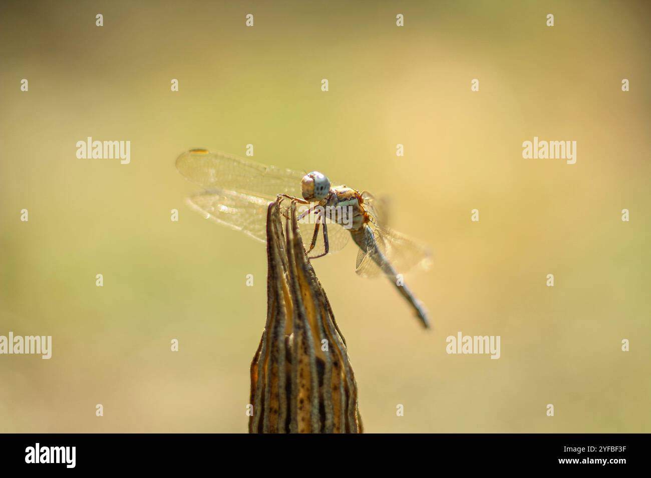 Dragonfly su una pianta secca in natura. Messa a fuoco selettiva. Foto Stock