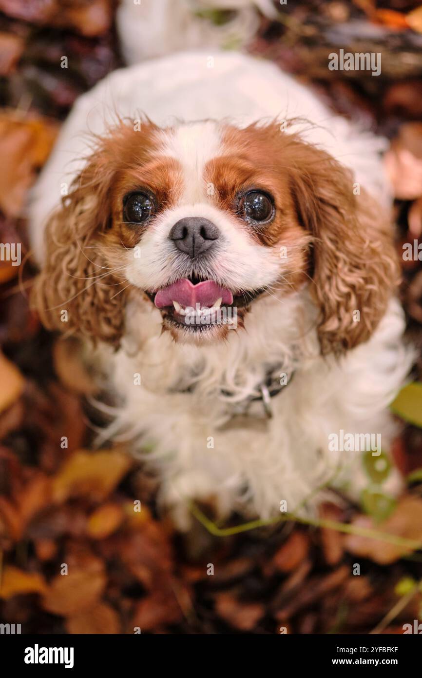 Carino Cavalier King Charles Spaniel con espressione gioiosa sullo sfondo di una foresta autunnale Foto Stock