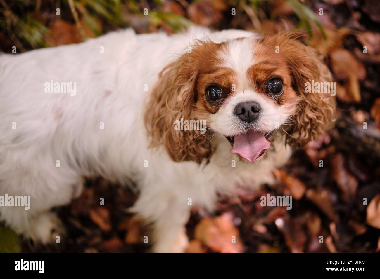 Carino Cavalier King Charles Spaniel con espressione gioiosa sullo sfondo di una foresta autunnale Foto Stock
