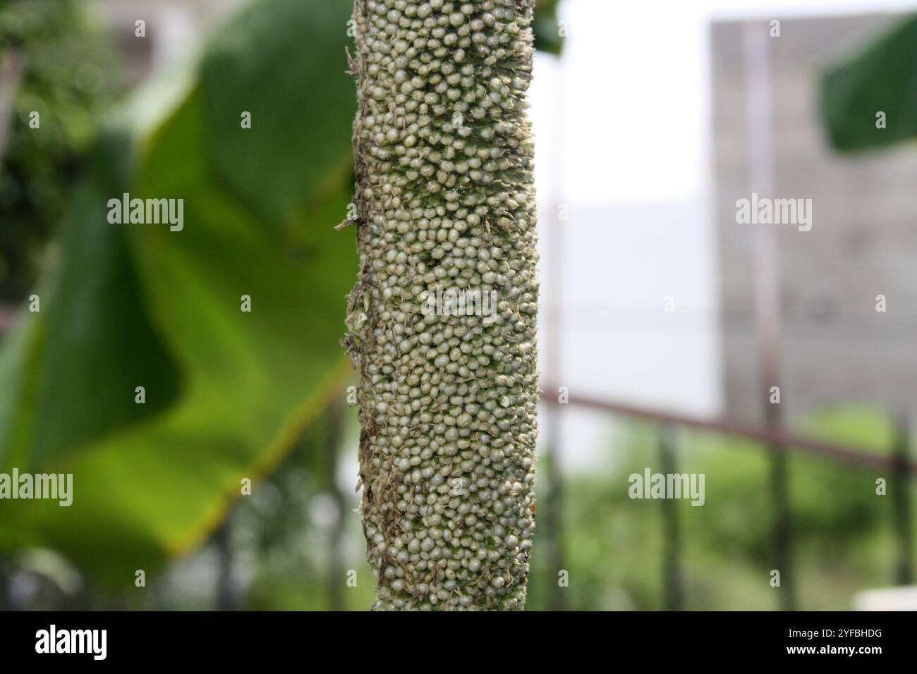 Testa di seme a forma di candela di perla millet (Cenchrus americanus) con grani. Foto Stock