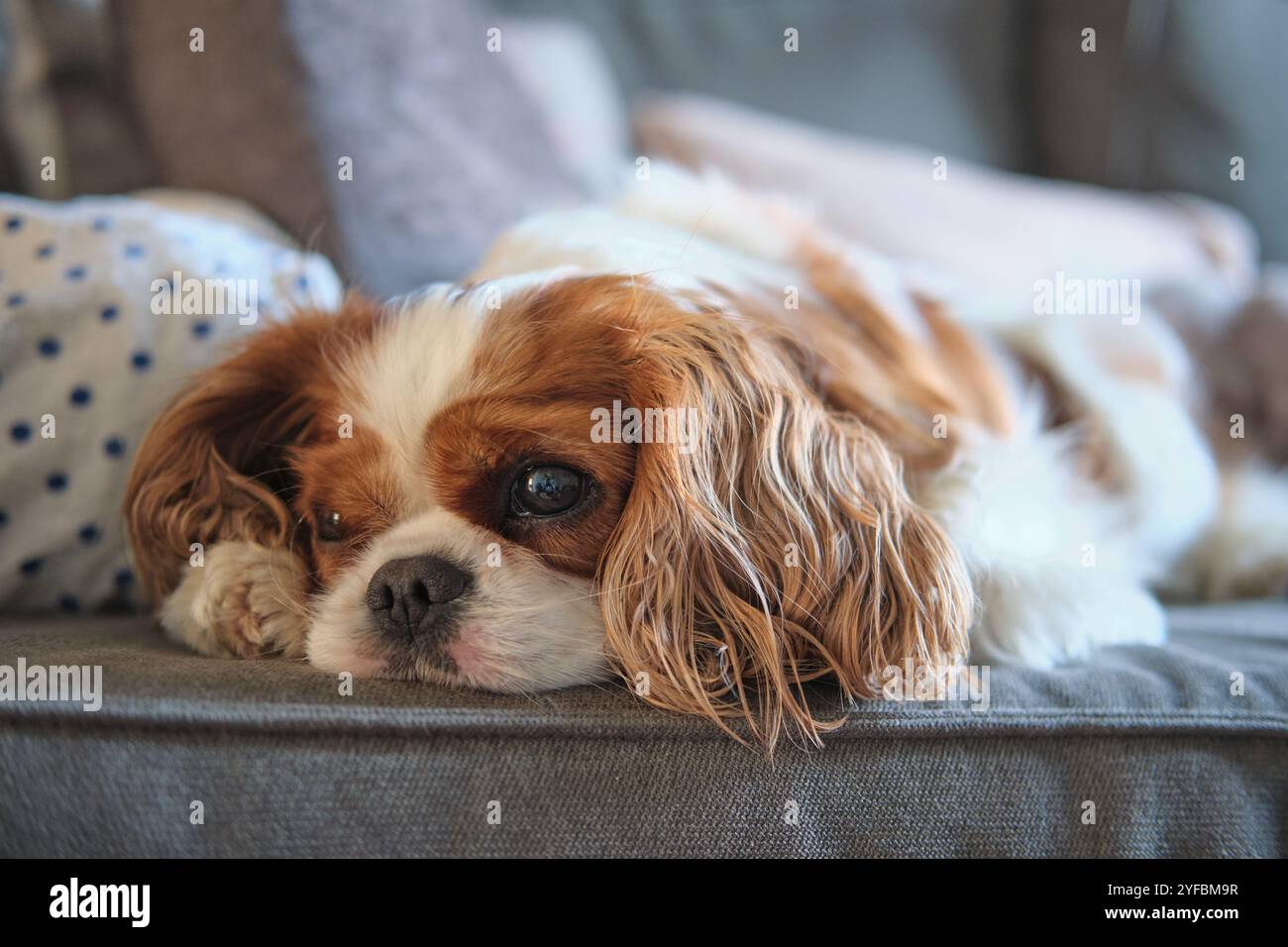 Blenheim Cavalier re Charles Spaniel lap dog. Castagno e bianco. Sdraiato sul divano. Duchess Thumb Stampa punto sulla testa. Foto Stock