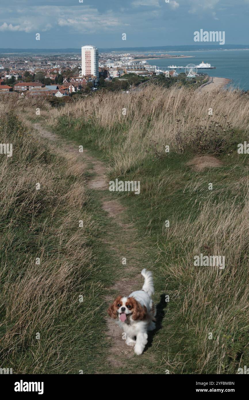 Un re Charles Cavalier su un sentiero lungo la South Downs Way nel Sussex con Eastbourne in lontananza Foto Stock