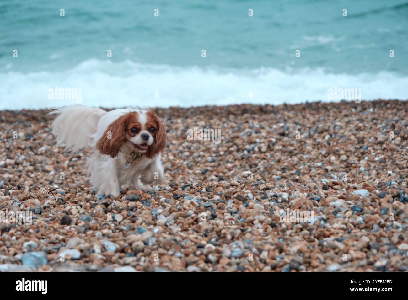 Blenheim King Charles Cavalier Spaniel che corre su una spiaggia. Foto Stock