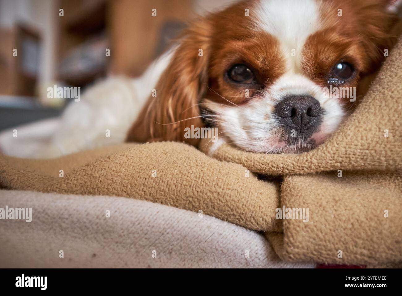Blenheim King Charles Cavalier Spaniel giace su una coperta beige Foto Stock