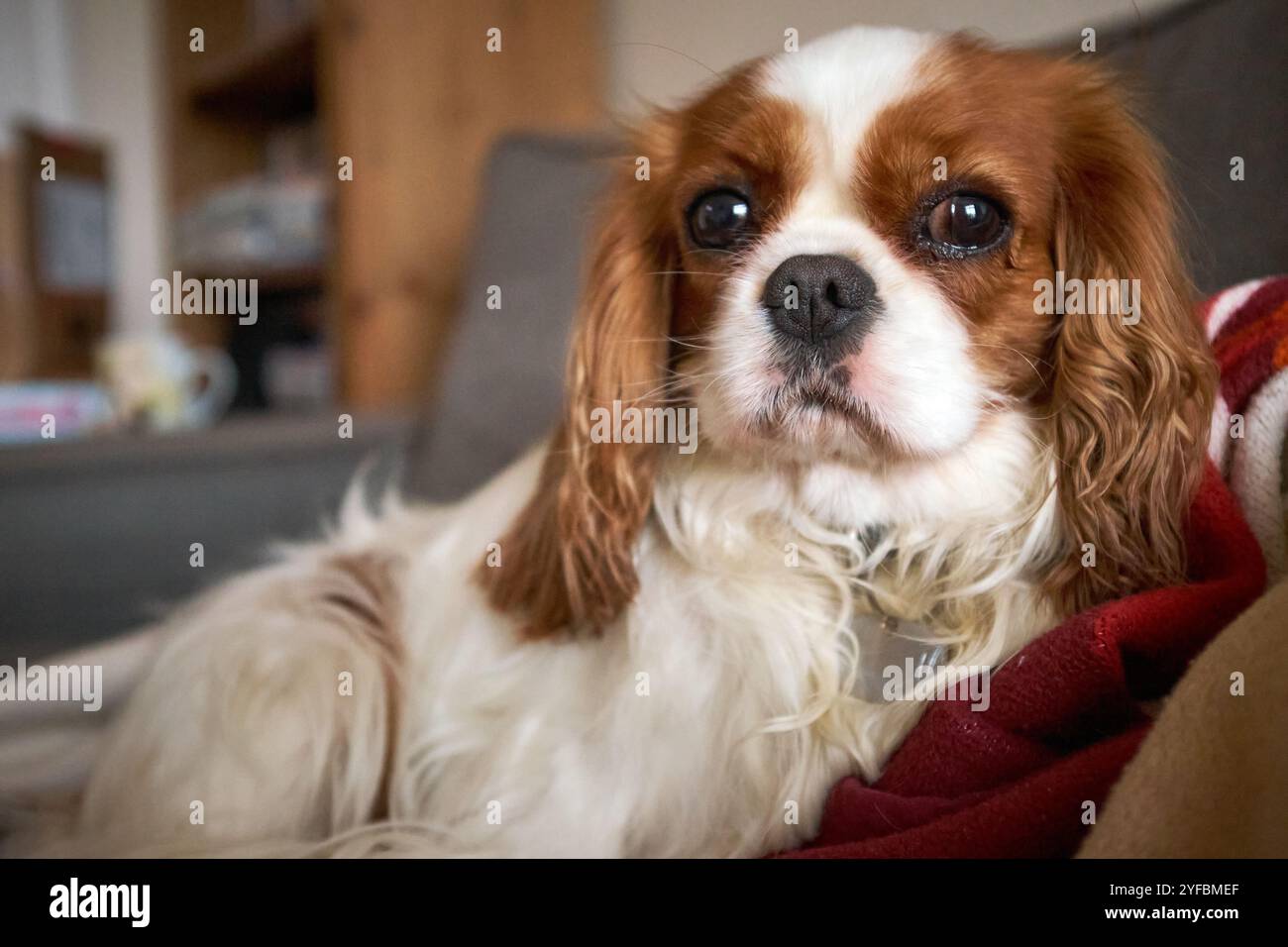 Blenheim King Charles Cavalier Spaniel giace su una coperta rossa Foto Stock