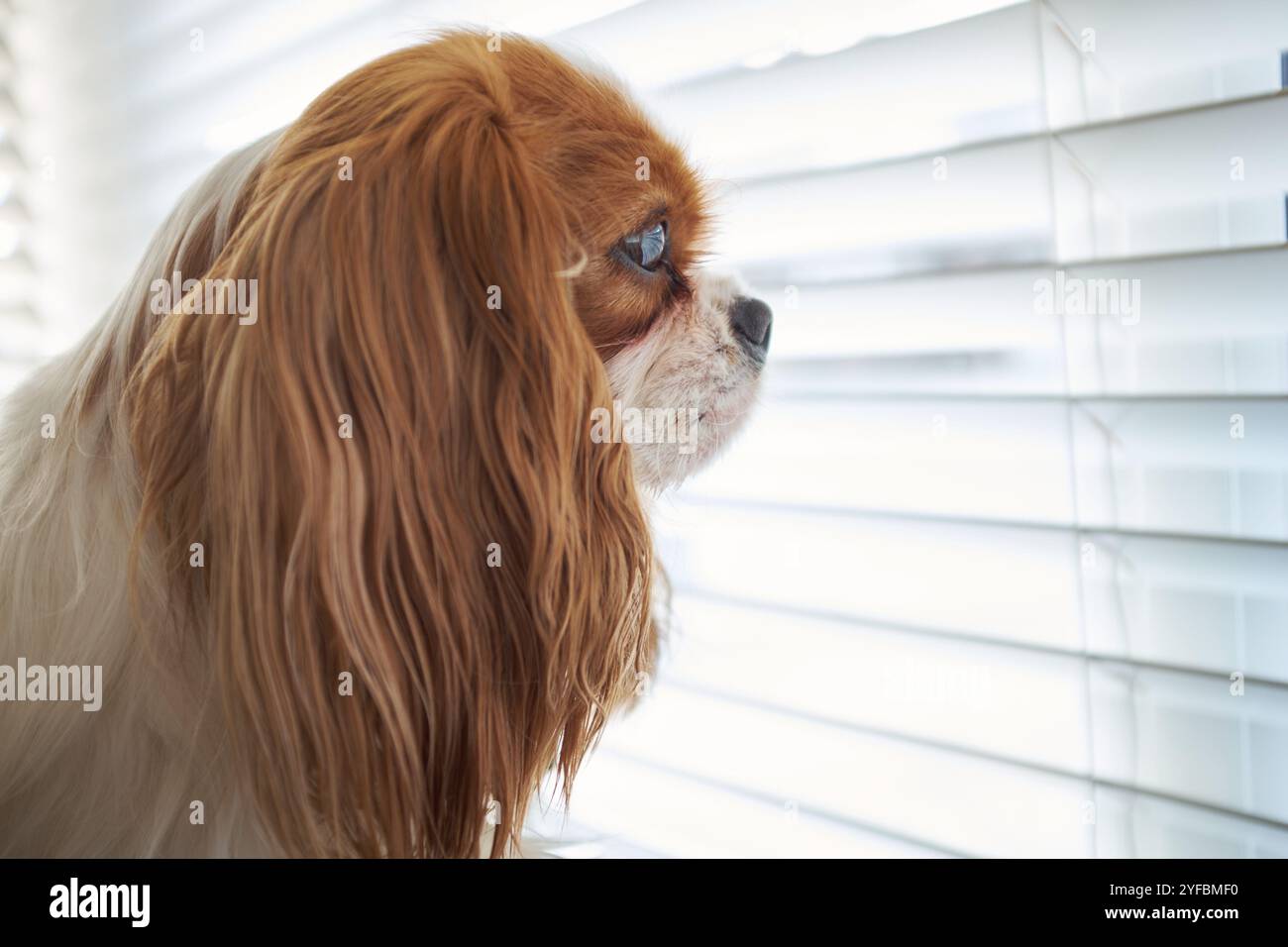 Un Blenheim King Charles Cavalier Spaniel che guarda attraverso una finestra. Foto Stock