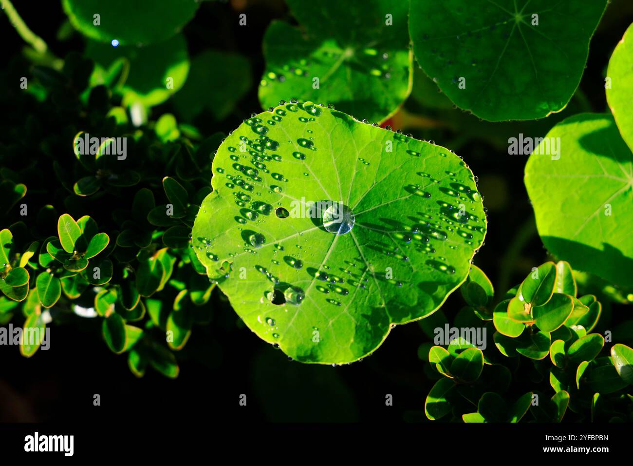 La pioggia cade sulle foglie di Nasturtium. Foto Stock