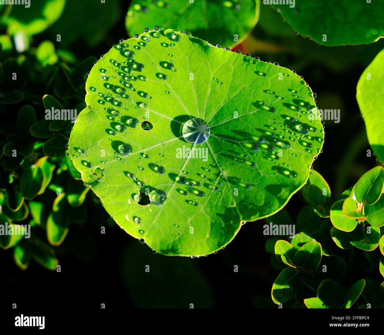 La pioggia cade sulle foglie di Nasturtium. Foto Stock