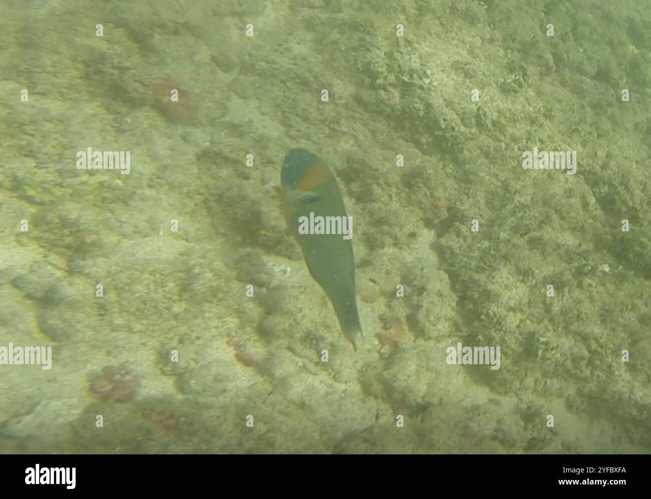 Sella Wrasse (Thalassoma duperrey) Foto Stock