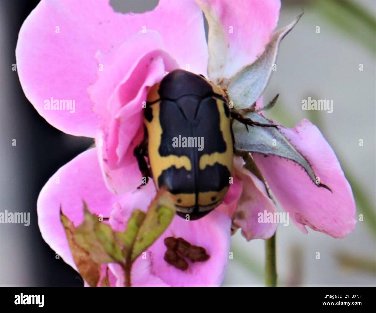 Chafer da giardino inverso (Pachnoda sinuata flaviventris) Foto Stock