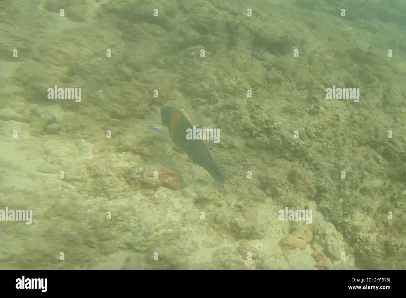 Sella Wrasse (Thalassoma duperrey) Foto Stock