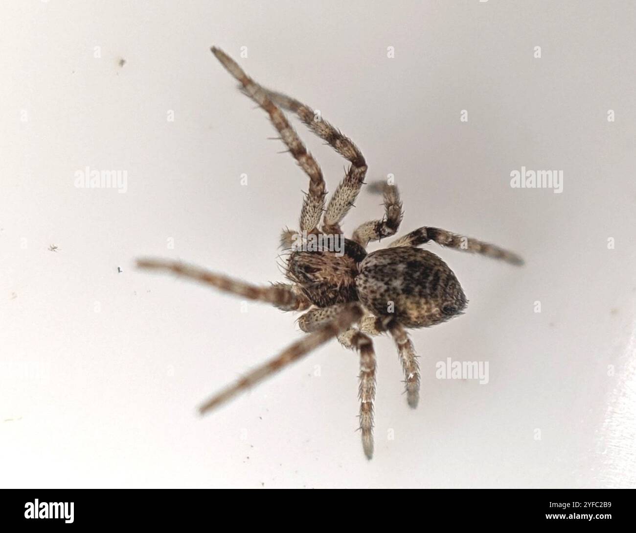 (Philodromus aureolus) Foto Stock