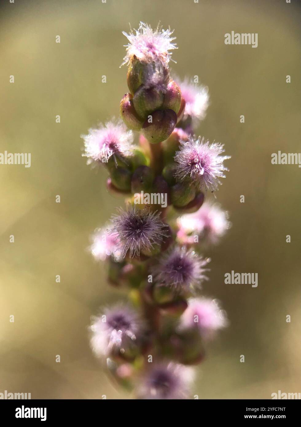 Erba bianca (Triglochin maritima) Foto Stock