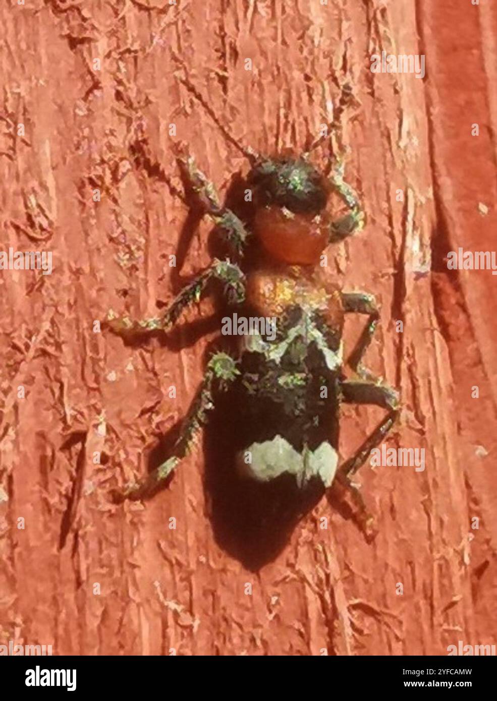 Cleride europeo panciuto rosso (Thanasimus formicarius) Foto Stock