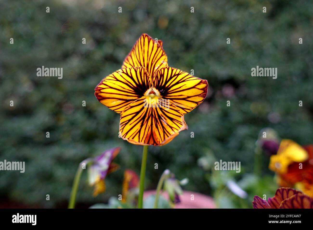 Singolo fiore solitario giallo Viola Cornuta "Tiger Eye" in mostra in un giardino di campagna inglese, Lancashire, Inghilterra, Regno Unito Foto Stock