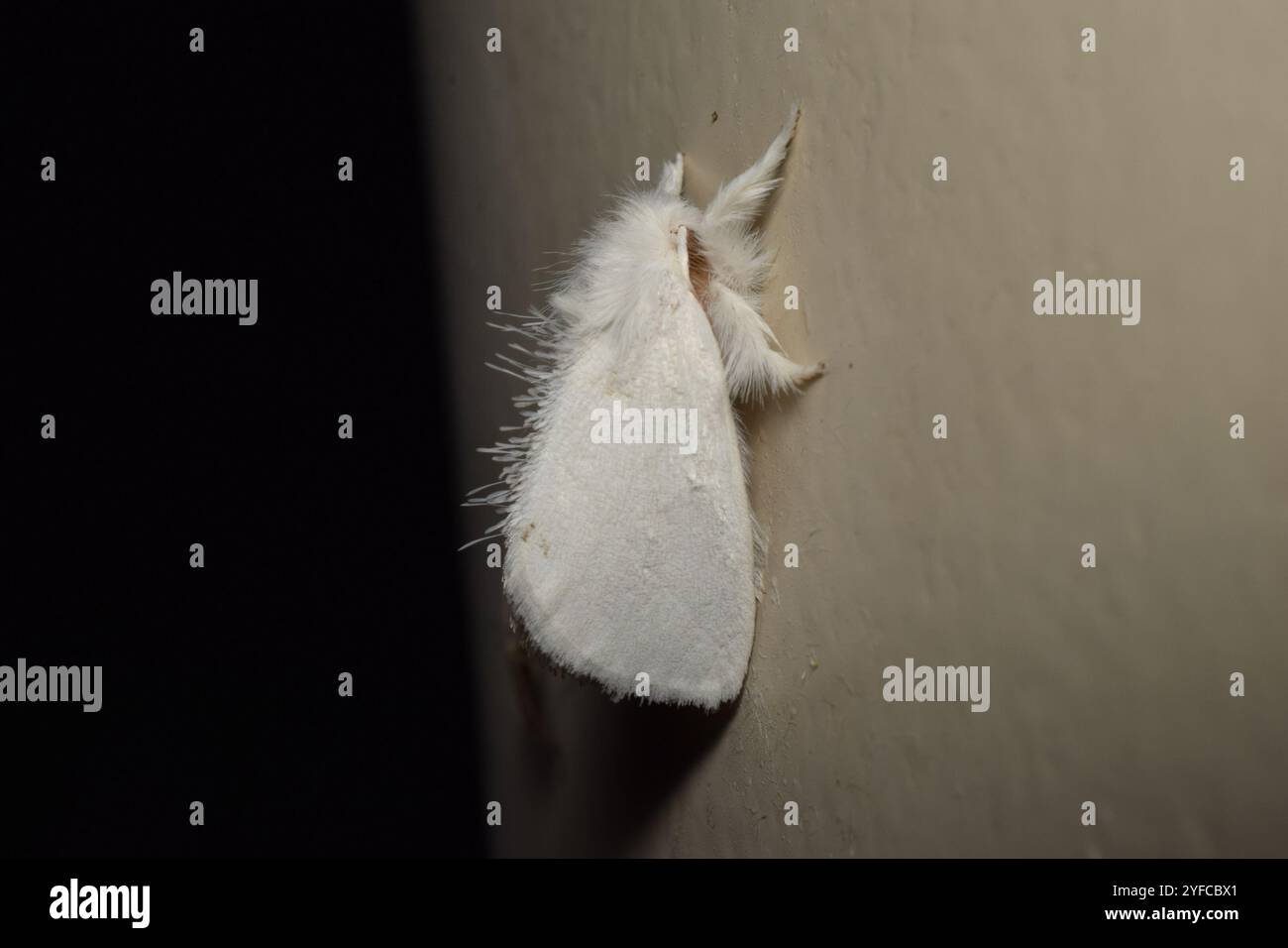 Swan Moth (Sphrageidus similis) Foto Stock