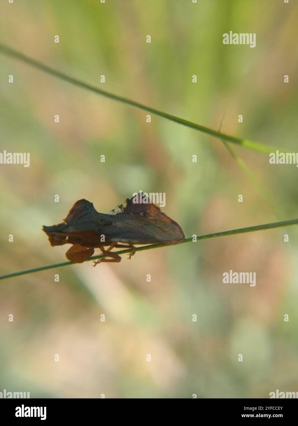 (Phymata crassipes) Foto Stock