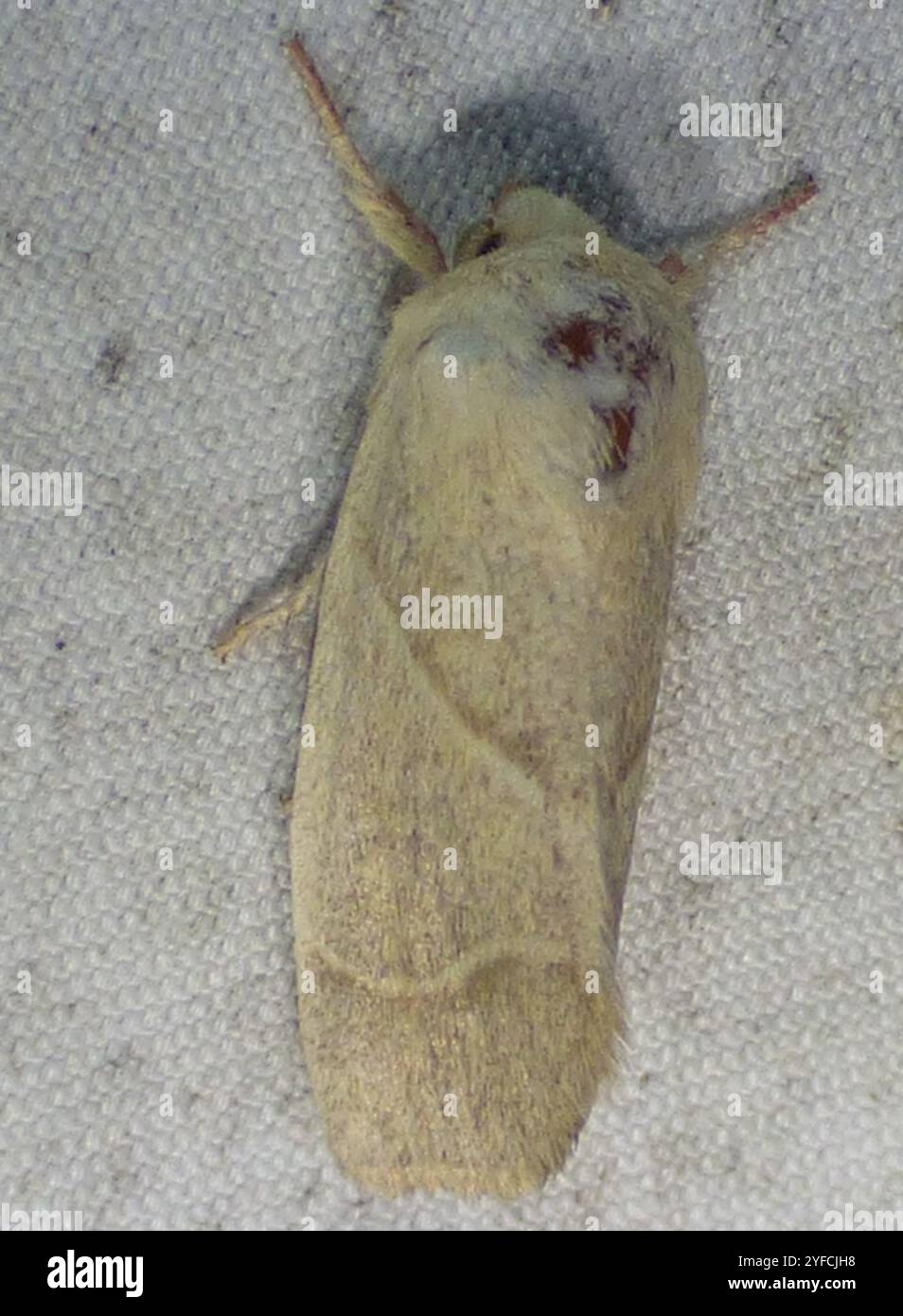 American Dun-bar Moth (Cosmia calami) Foto Stock