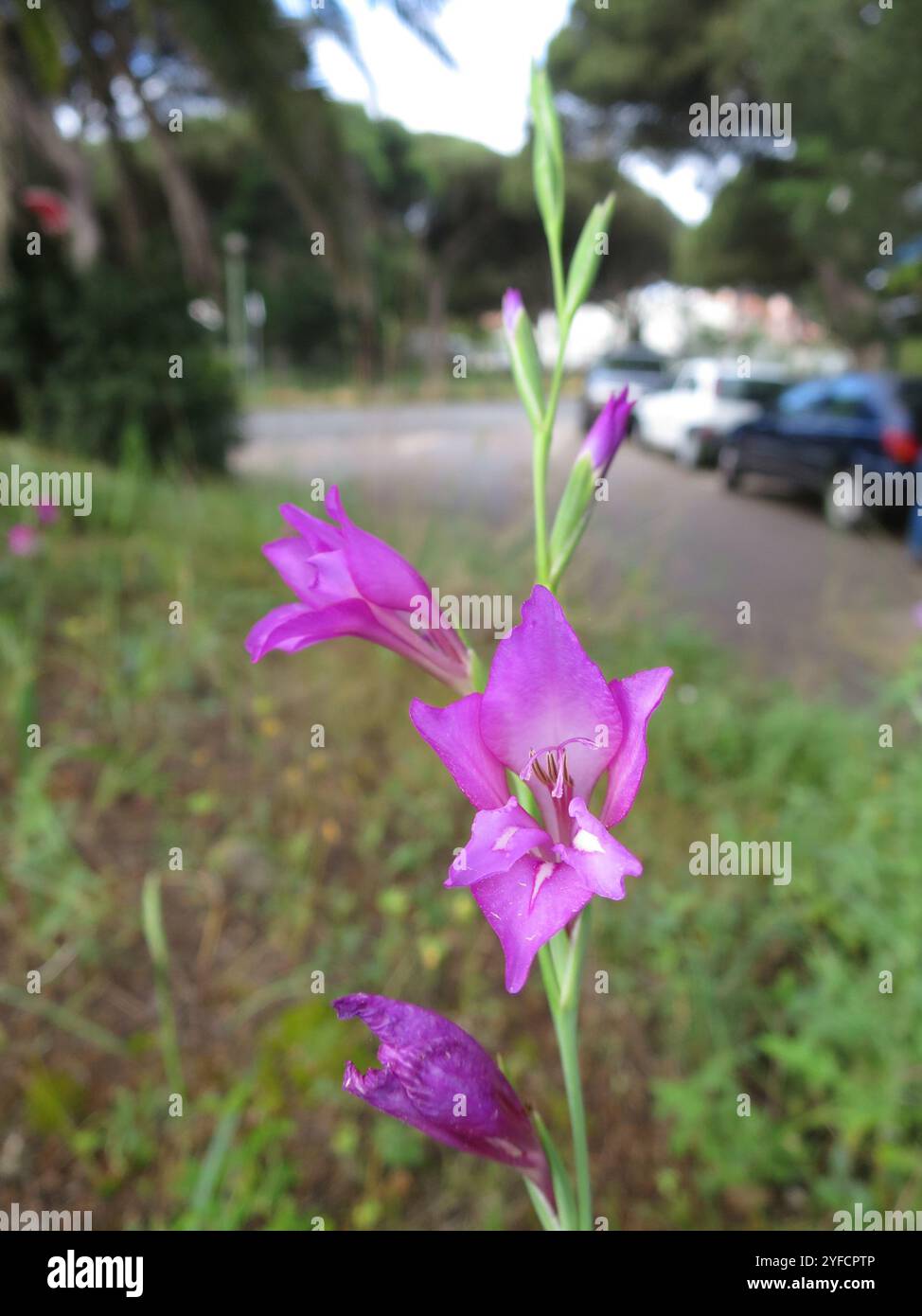 Wild Gladiolus (Gladiolus illyricus) Foto Stock
