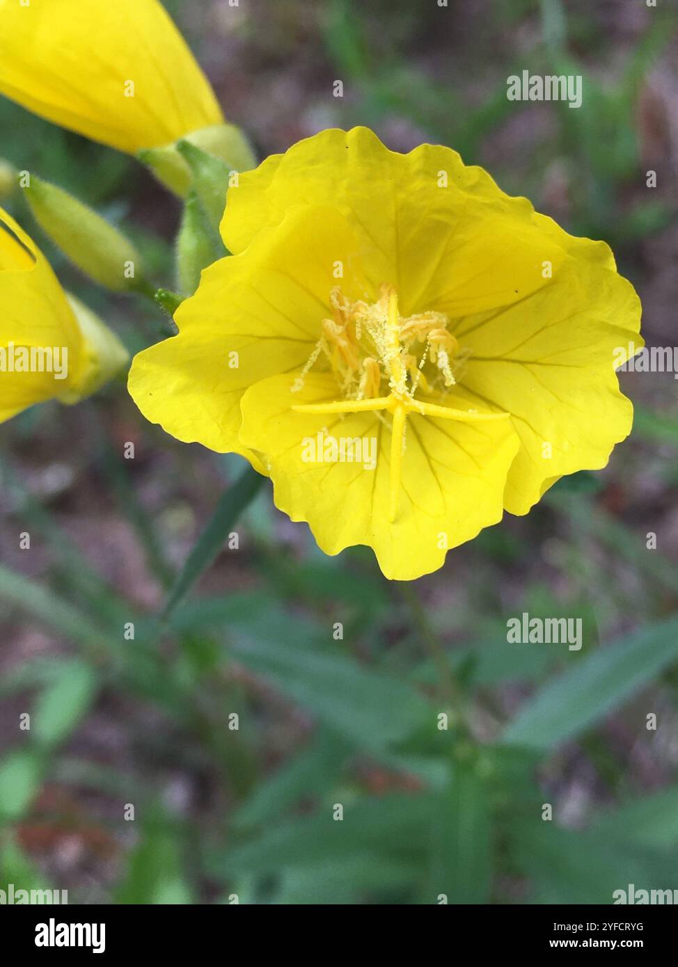 Gocce di sole dalle foglie strette (Oenothera fruticosa) Foto Stock