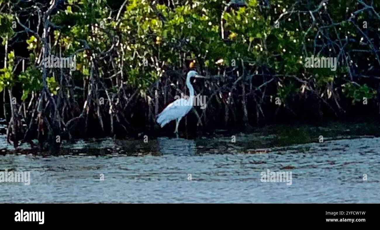 Grande Erone bianco (Ardea herodias occidentalis) Foto Stock