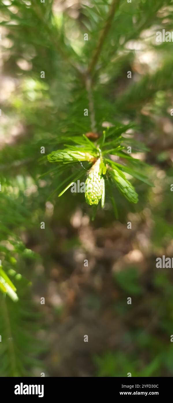 Abete siberiano (Abies sibirica) Foto Stock