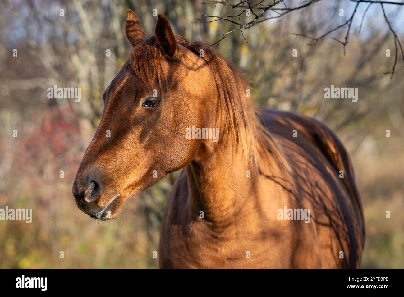 Primo piano di un cavallo di castagno. Ritratto di un cavallo di castagno al tramonto. Cavalli di origine estone (Klepper estone) nel meleto. Foto Stock