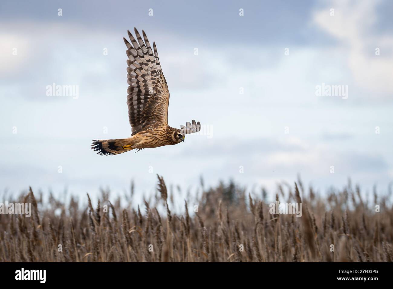 Vista ravvicinata di un Harrier settentrionale (Circo ciano). Hen Harrier o Northern Harrier è un falco ad ala lunga e coda lunga di praterie aperte e paludi. Foto Stock