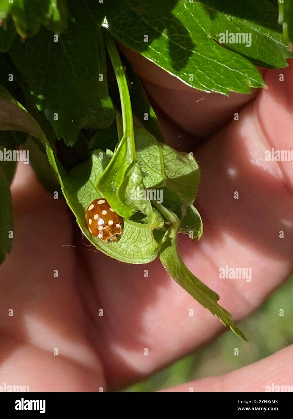 Ladybird macchiato di panna (Calvia quatuordecimguttata) Foto Stock