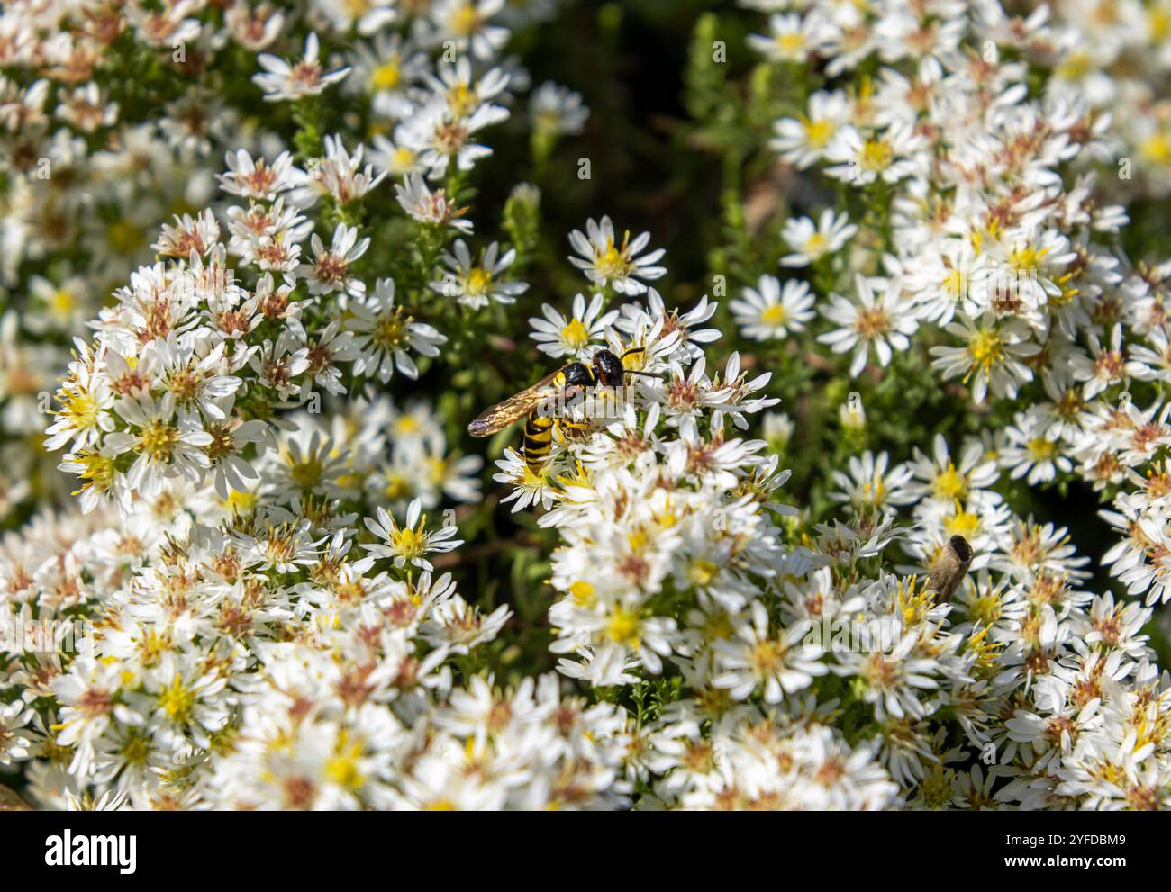 Beewolf o vespa killer Philanthus triangulum su Heath aster symphyotrichum ericoides fioriscono Foto Stock