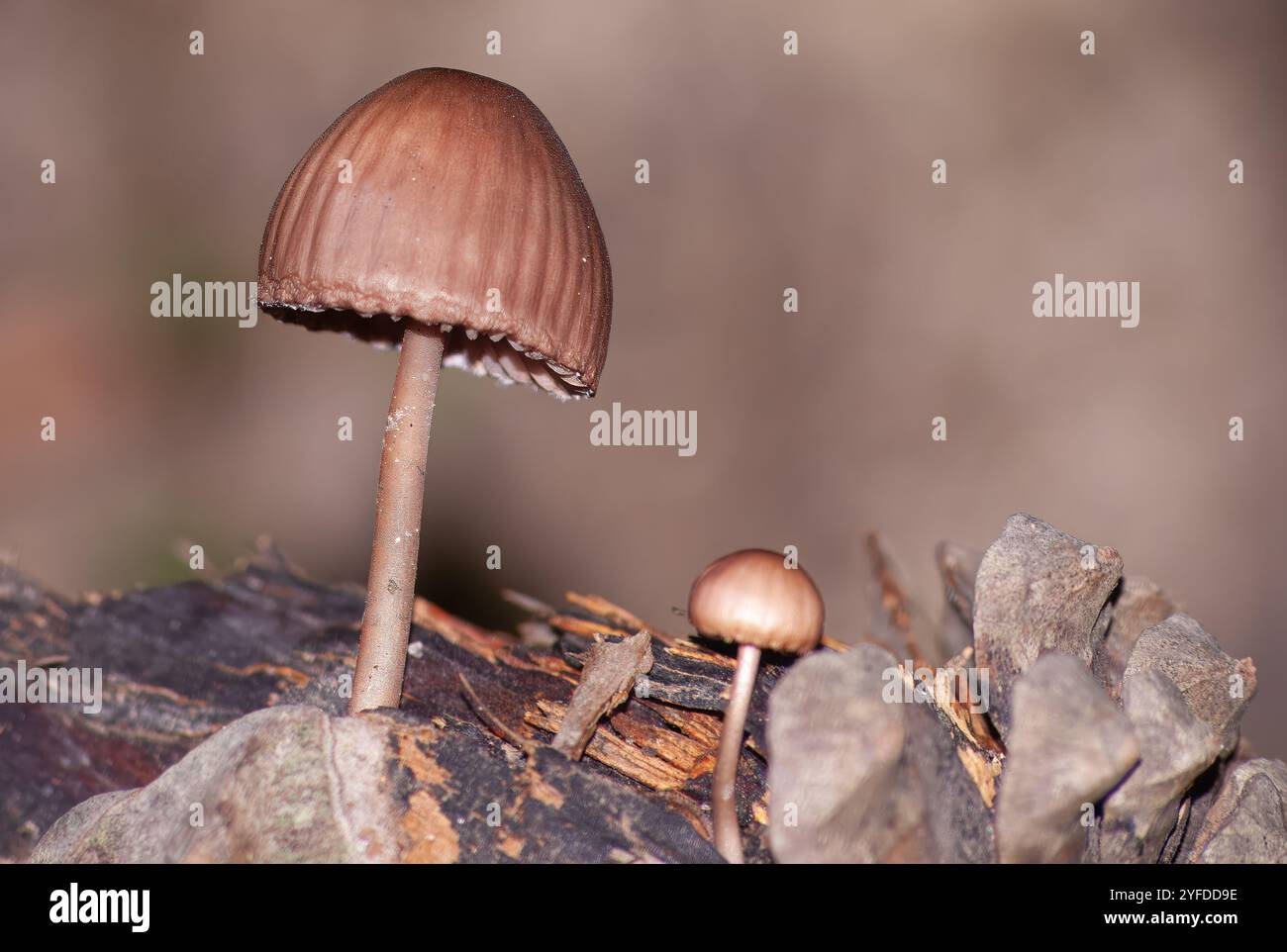 Fungo piccolo (Mycena heamatopus9 nato in un cono di pino. È una specie di funghi della famiglia delle Mycenaceae. Foto Stock