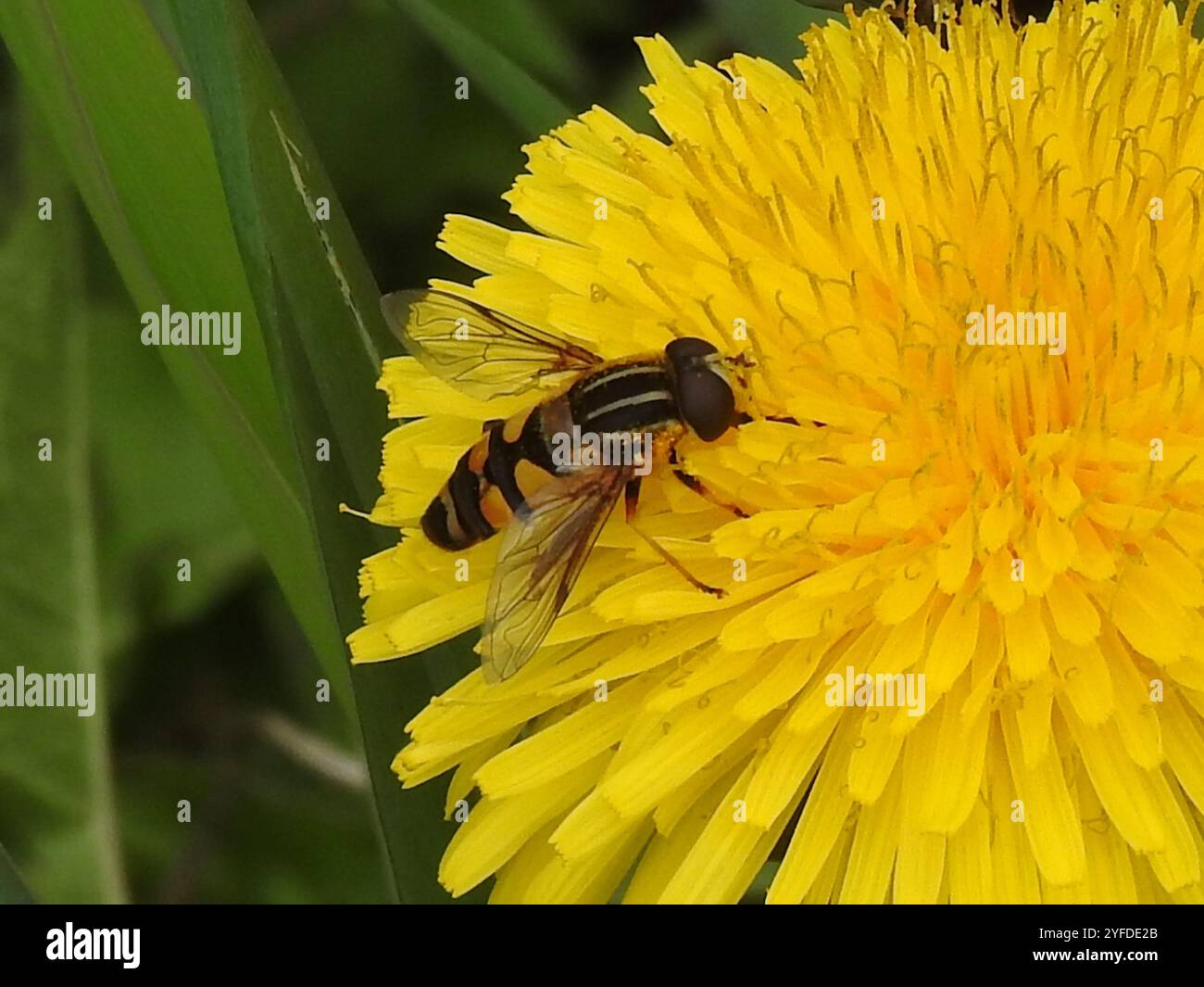 Volo paludoso dalla testa stretta (Helophilus fasciatus) Foto Stock