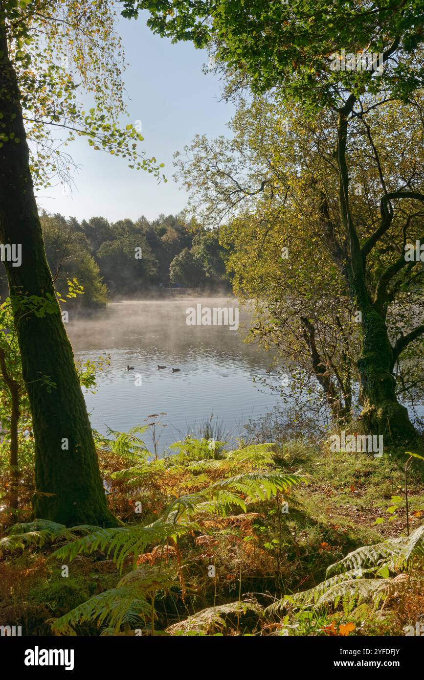Nebbia mattutina che si innalza da Cannop Ponds all'inizio dell'autunno, Forest of Dean, Gloucestershire, Regno Unito, ottobre 2024. Foto Stock