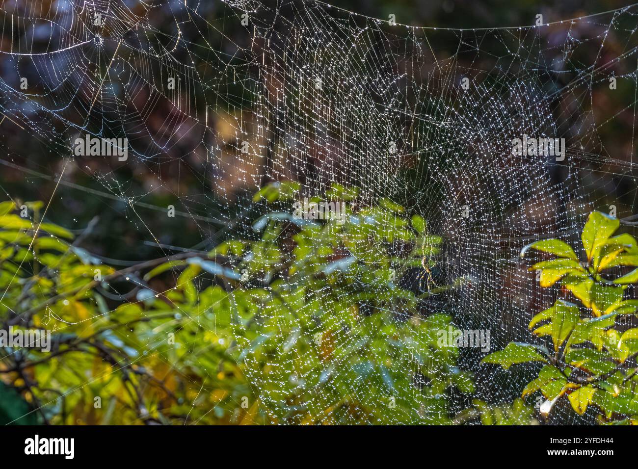 Grande ragno di Joro (Trichonephila clavata) con gocce di rugiada ai Gibbs Gardens di Ball Ground, Georgia. (USA) Foto Stock
