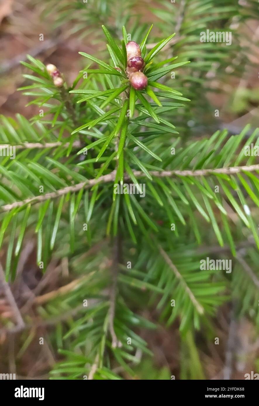 Abete siberiano (Abies sibirica) Foto Stock