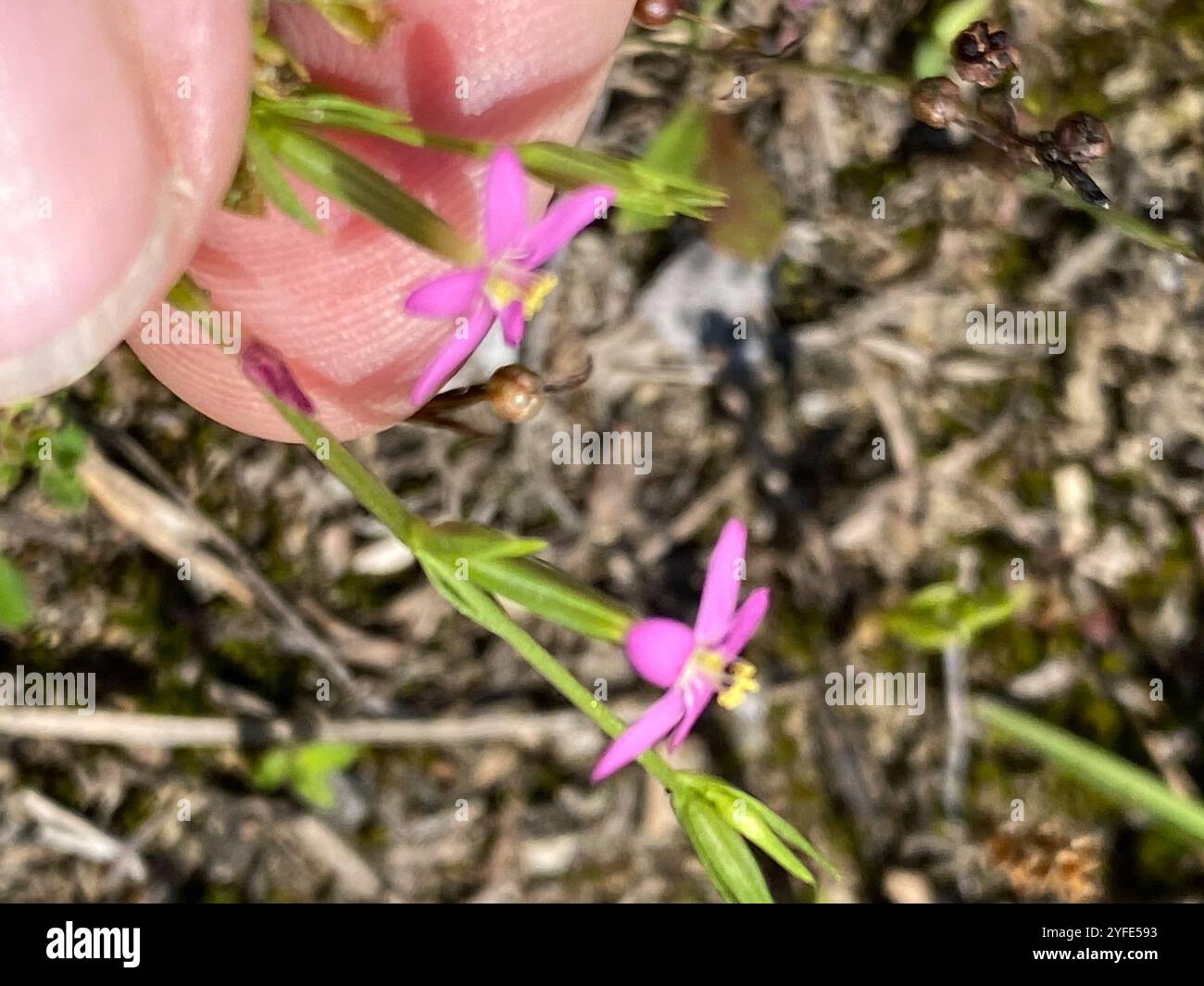 Centauria sottile (Centaurium tenuiflorum) Foto Stock