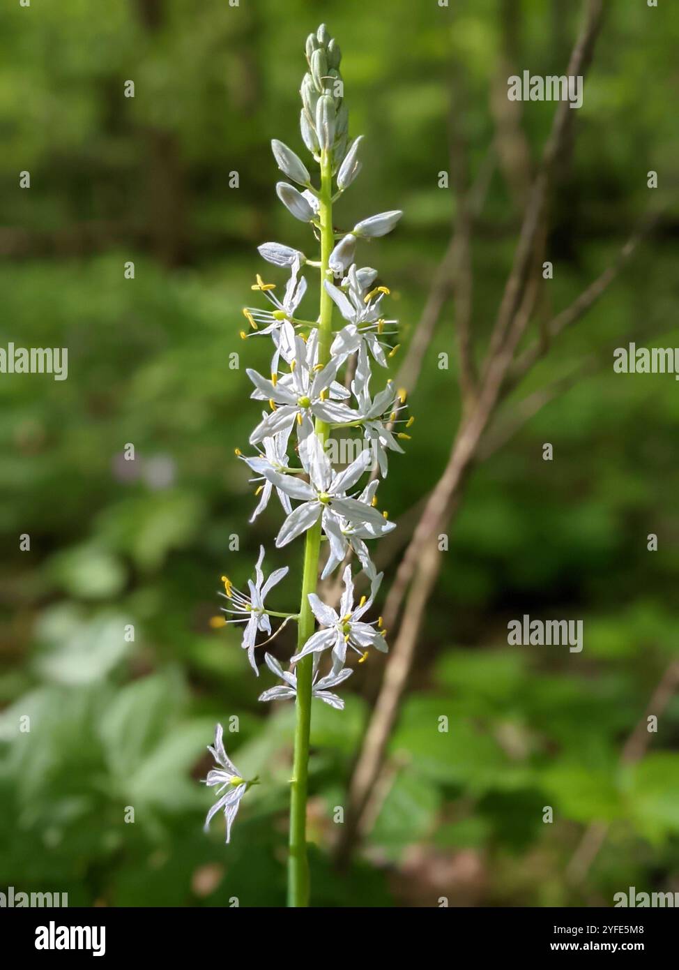 camas atlantiche (Camassia scilloides) Foto Stock