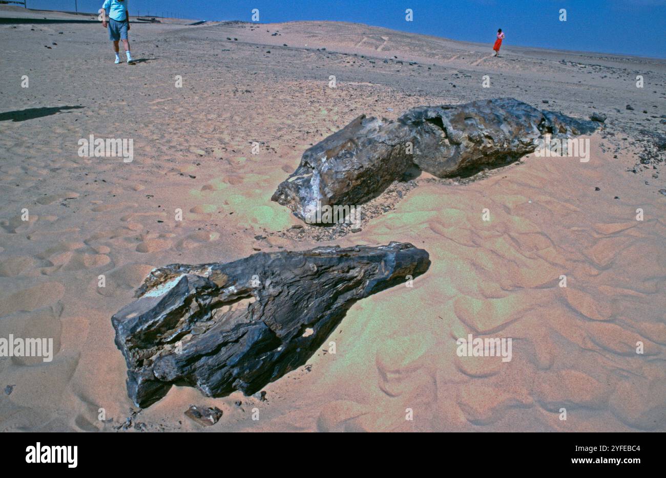 Legno fossilizzato, deserto libico, Egitto, settembre 1989 Foto Stock