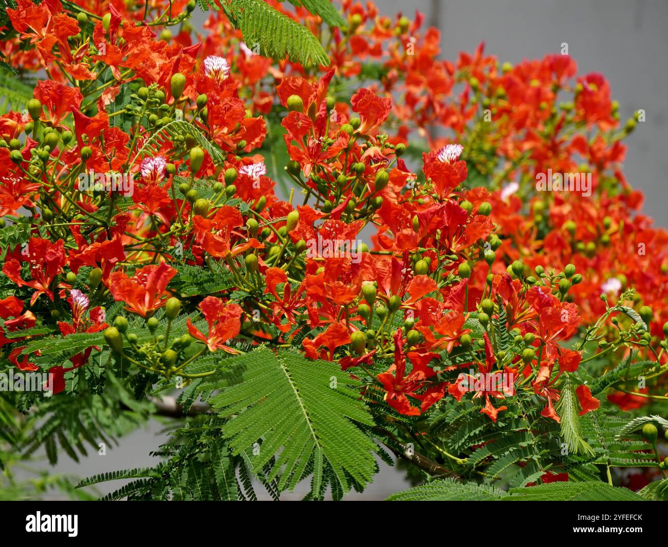 fiori rossi della poinciana reale in estate in guadalupa. Delonix regia, albero in fiore tropicale chiamato anche fiamma della foresta. primo piano Foto Stock