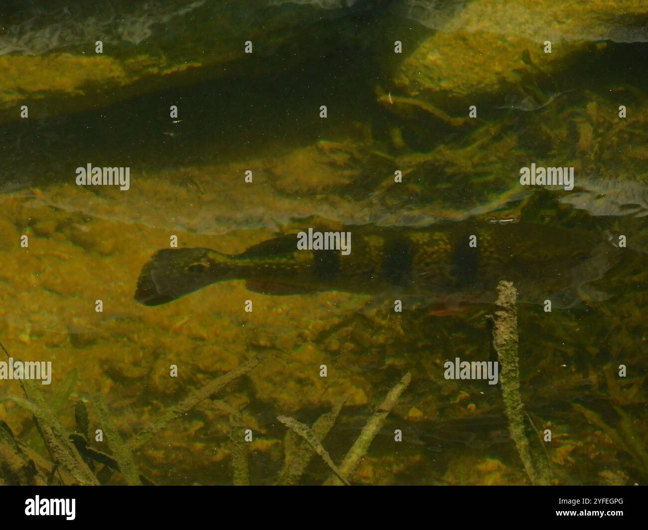 Butterfly Peacock Bass (Cichla ocellaris) Foto Stock