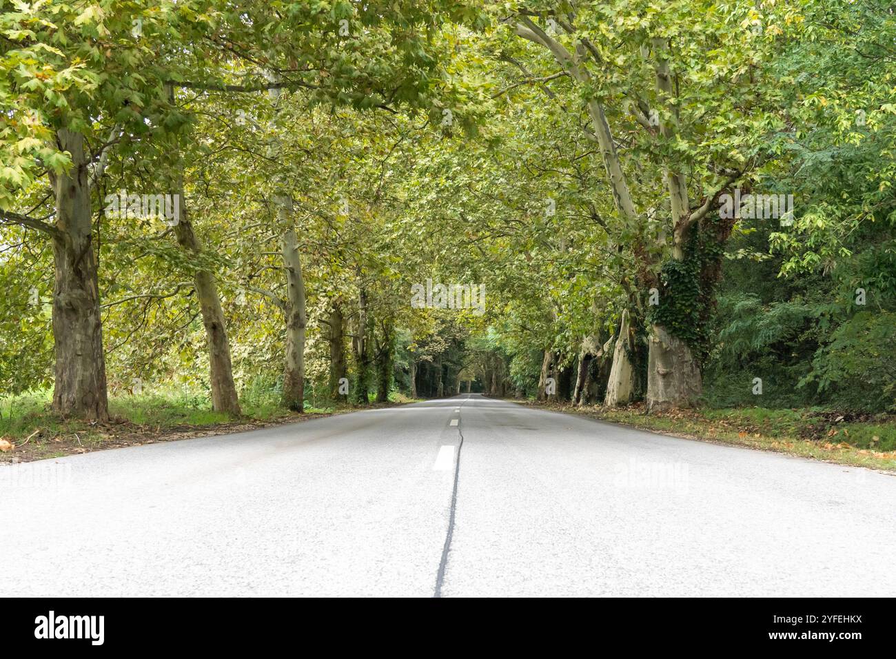 Strada di campagna fiancheggiata da platanus hispanica all'inizio dell'autunno Foto Stock