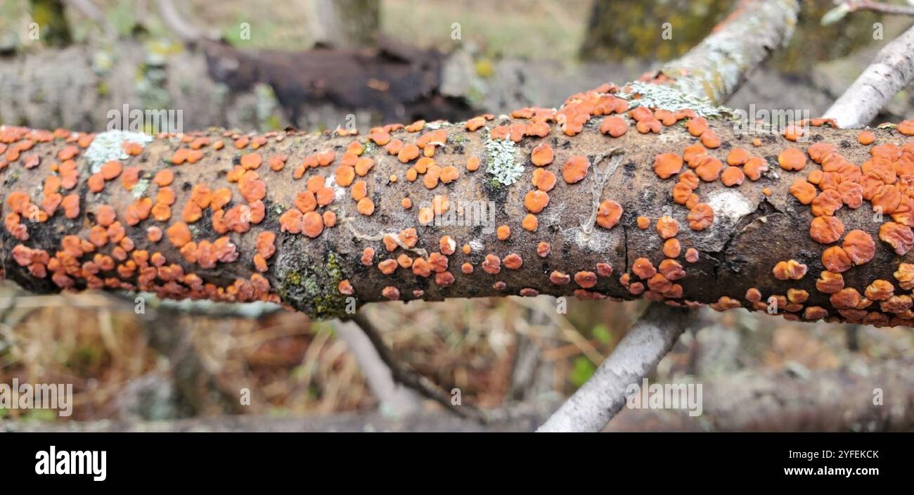 Fungo cerebrale dell'albero rosso (Peniophora rufa) Foto Stock