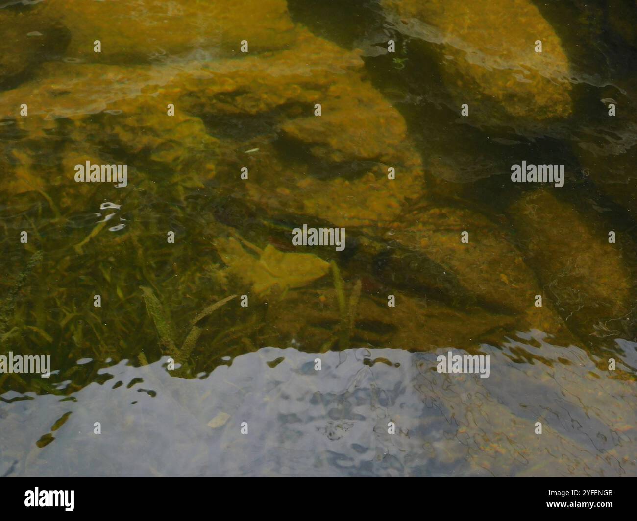 Butterfly Peacock Bass (Cichla ocellaris) Foto Stock