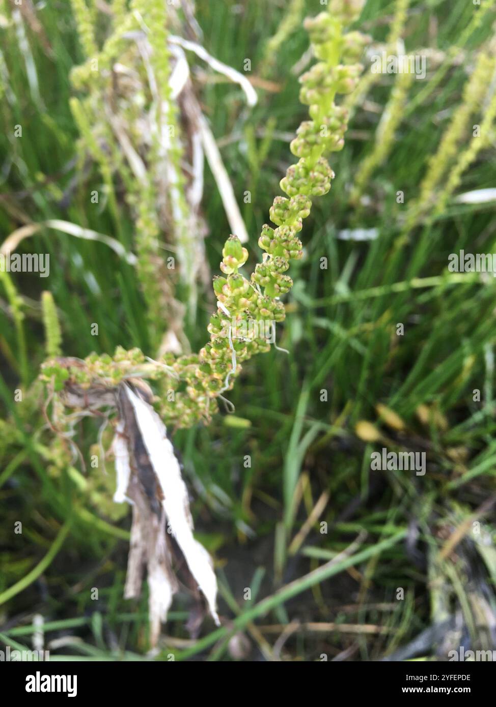 Erba bianca (Triglochin maritima) Foto Stock