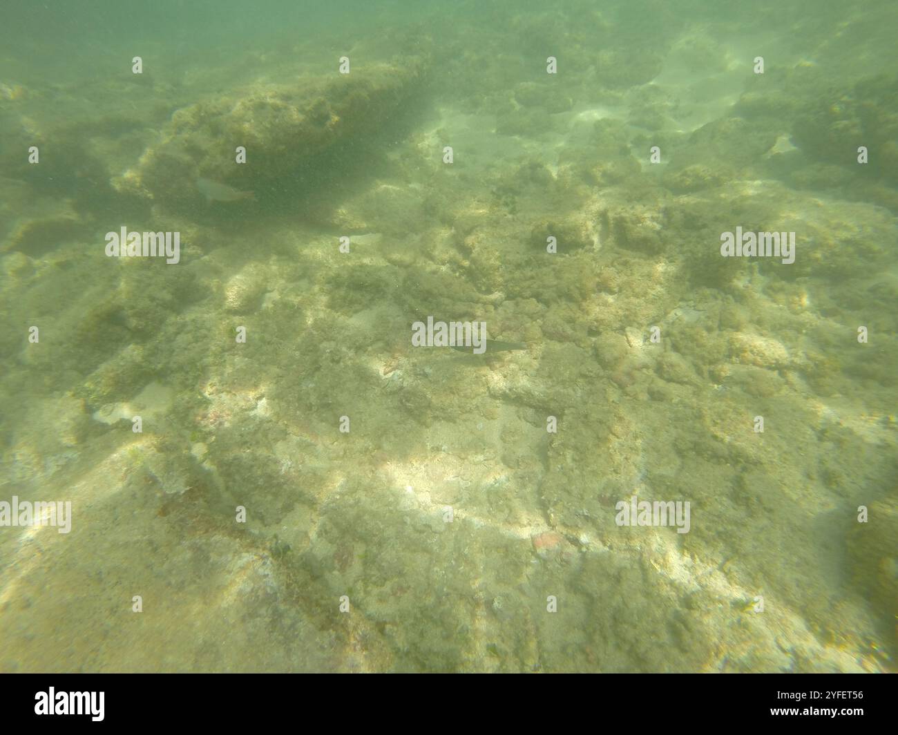 Sella Wrasse (Thalassoma duperrey) Foto Stock