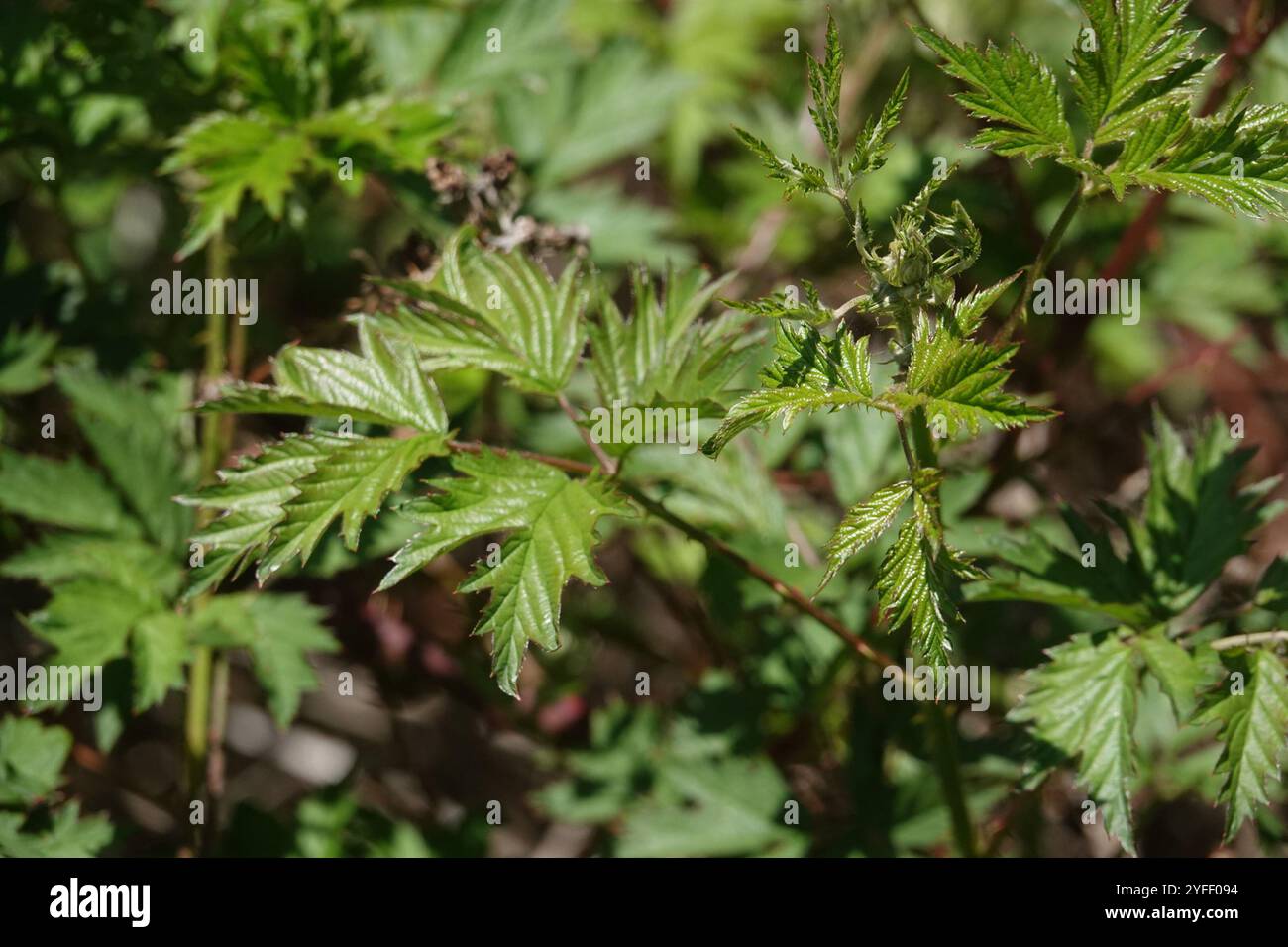 Mora a foglia di pesce (Rubus laciniatus) Foto Stock