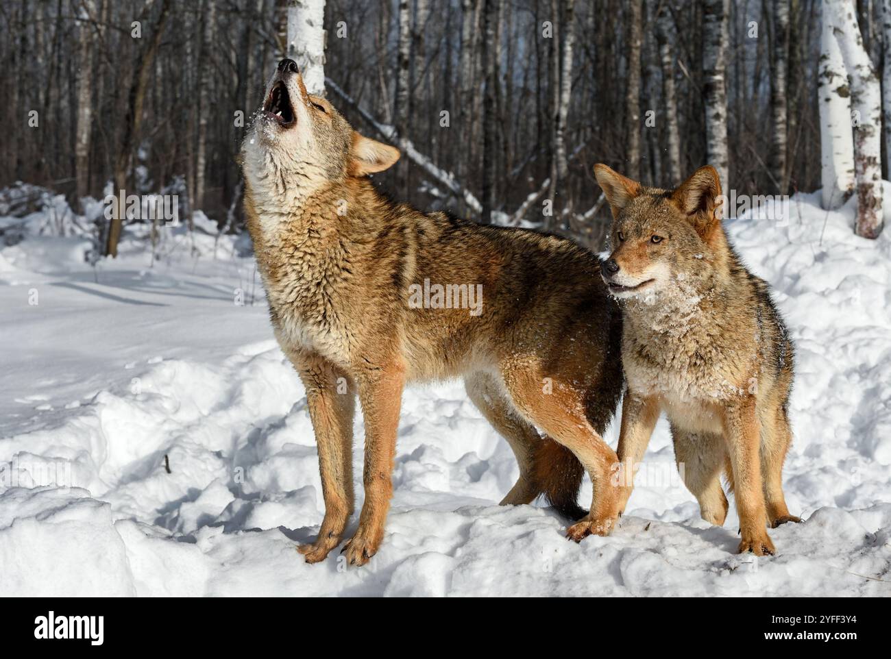 Coyote affiancati (Canis latrans) uno che guarda in Alertly uno che urla l'inverno - animali in cattività Foto Stock